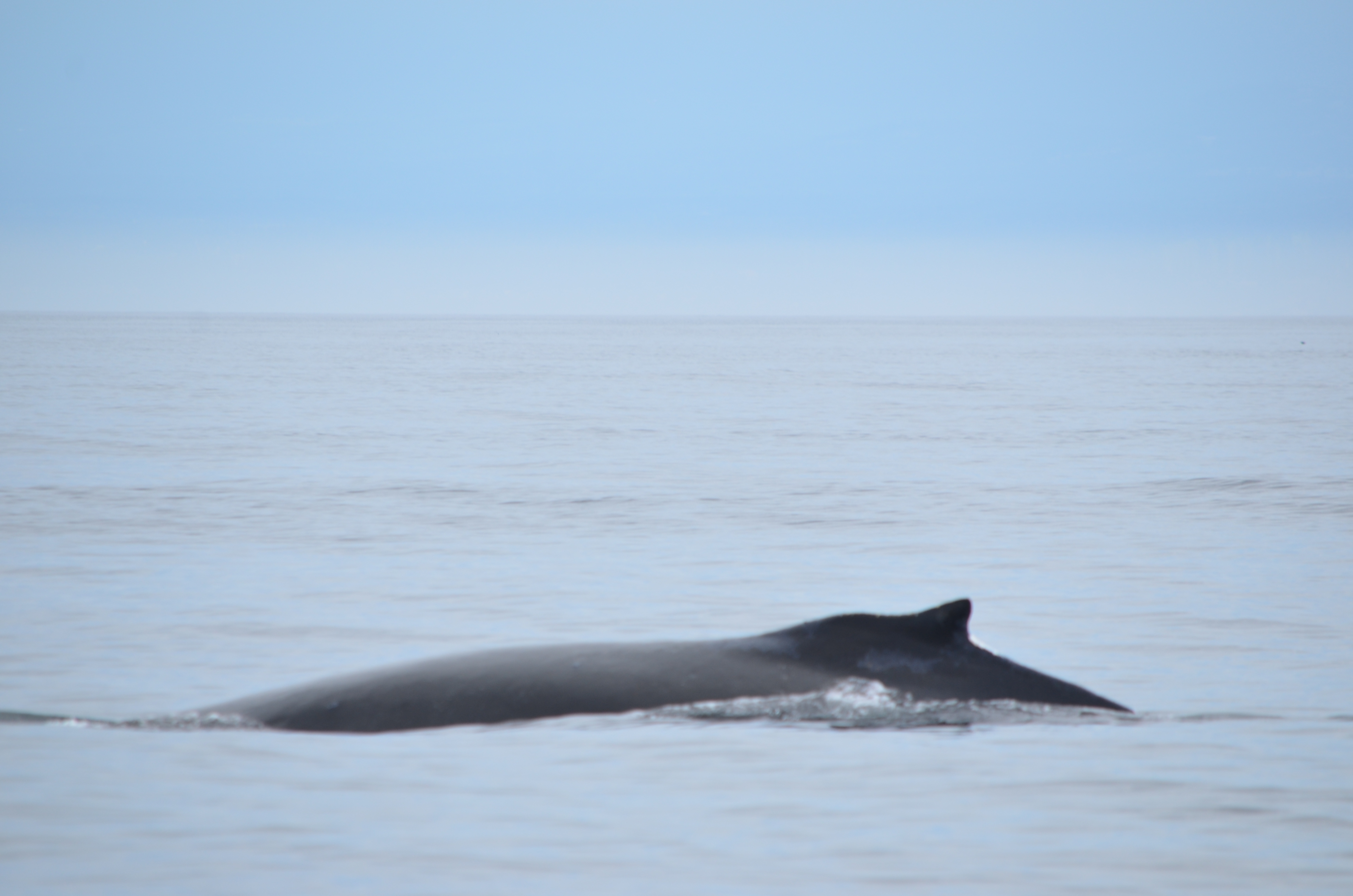 photos/wildlife/Mammal_Species/Humpback Whale/DSC_0107.JPG